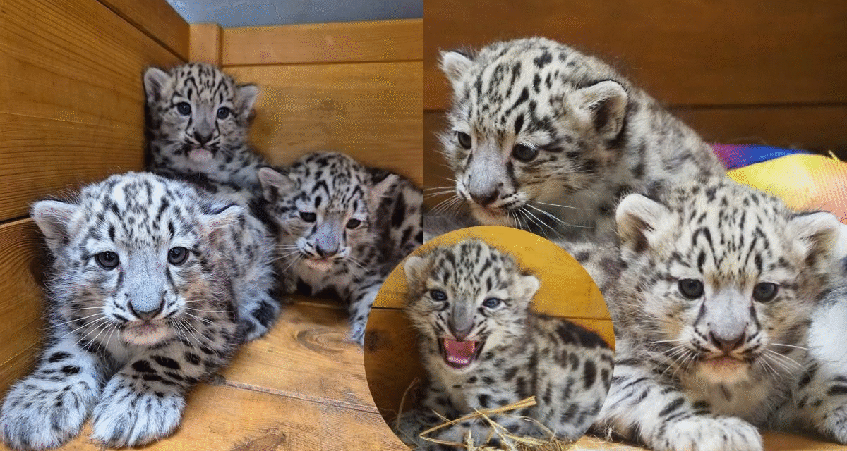 Wycieczka do ZOO