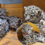 Wycieczka do ZOO