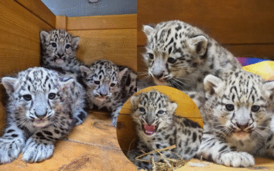 Wycieczka do ZOO