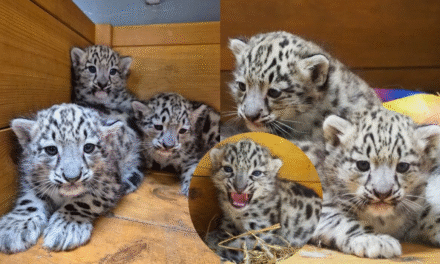 Wycieczka do ZOO